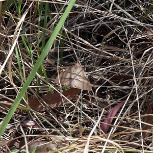 Epidesmia hypenaria at Lyons, ACT - 26 Oct 2024 11:24 AM