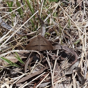 Epidesmia hypenaria at Lyons, ACT - 26 Oct 2024 11:24 AM