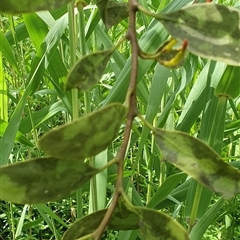 Unverified at suppressed - suppressed