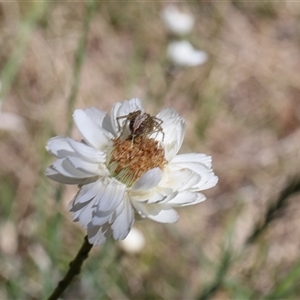 Oxyopes sp. (genus) at Lyons, ACT - 26 Oct 2024 11:27 AM