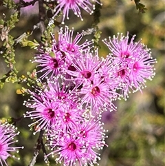 Kunzea parvifolia (Violet Kunzea) at Kenny, ACT - 26 Oct 2024 by RWPurdie