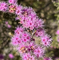 Kunzea parvifolia at Kenny, ACT - 26 Oct 2024