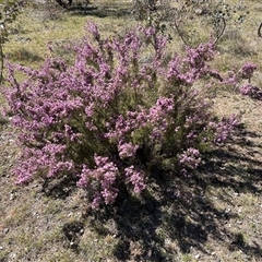 Kunzea parvifolia at Kenny, ACT - 26 Oct 2024 01:47 PM