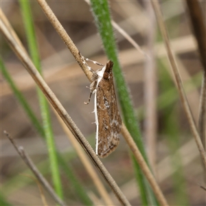 Eudonia cleodoralis at Watson, ACT - 26 Oct 2024 11:05 AM