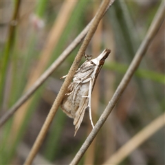 Eudonia cleodoralis at Watson, ACT - 26 Oct 2024