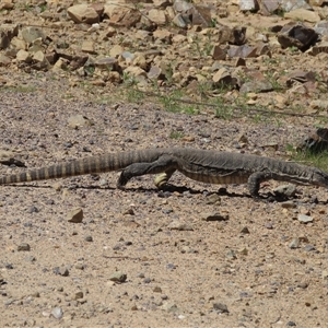 Varanus rosenbergi at Booth, ACT - suppressed