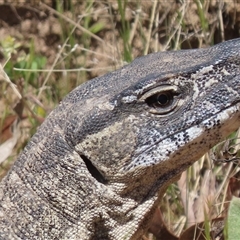 Varanus rosenbergi at Booth, ACT - suppressed