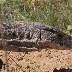 Varanus rosenbergi at Booth, ACT - suppressed