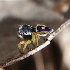 Maratus hesperus (Venus Peacock Spider) at Hall, ACT - 26 Oct 2024 by Anna123