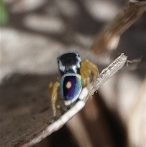 Maratus hesperus at Hall, ACT - 26 Oct 2024 12:49 PM