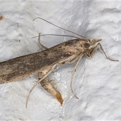 Faveria tritalis at Melba, ACT - 23 Oct 2024 09:02 PM