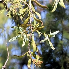 Unidentified Climber or Mistletoe at Chiltern, VIC - 25 Oct 2024 by KylieWaldon