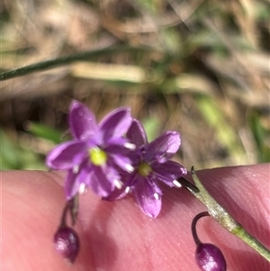 Arthropodium minus at Throsby, ACT - 22 Oct 2024