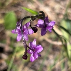 Arthropodium minus at Throsby, ACT - 22 Oct 2024