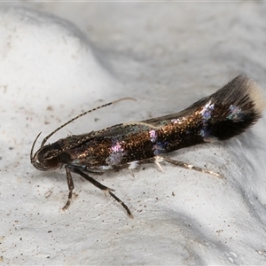 Stagmatophora argyrostrepta at Melba, ACT - 23 Oct 2024