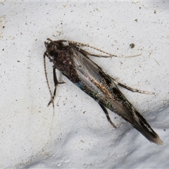 Stagmatophora argyrostrepta at Melba, ACT - 23 Oct 2024