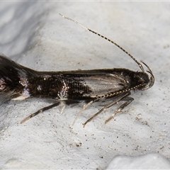 Stagmatophora argyrostrepta at Melba, ACT - 23 Oct 2024