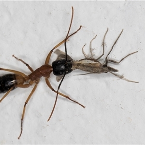 Camponotus consobrinus at Melba, ACT - 23 Oct 2024