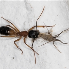 Camponotus consobrinus at Melba, ACT - 23 Oct 2024