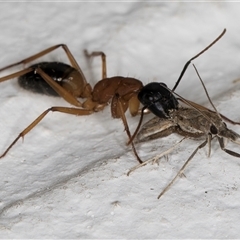 Camponotus consobrinus at Melba, ACT - 23 Oct 2024