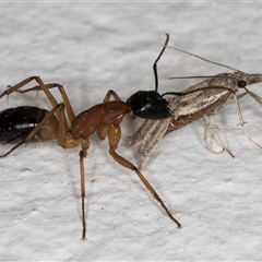 Camponotus consobrinus at Melba, ACT - 23 Oct 2024