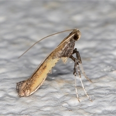 Caloptilia azaleella (Azalea Leafminer) at Melba, ACT - 23 Oct 2024 by kasiaaus