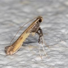 Caloptilia azaleella at Melba, ACT - 23 Oct 2024 10:43 PM