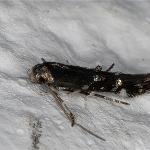 Stagmatophora (genus) at Melba, ACT - 23 Oct 2024 10:45 PM