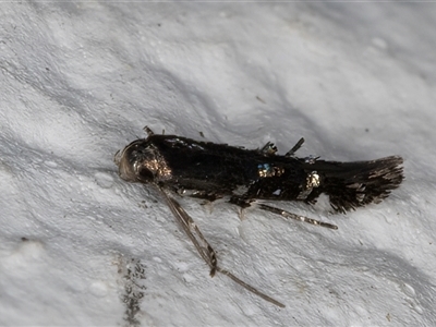 Stagmatophora (genus) (A Cosmet moth (Cosmopteriginae) at Melba, ACT - 23 Oct 2024 by kasiaaus