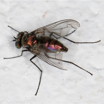 Dolichopodidae (family) (Unidentified Long-legged fly) at Melba, ACT - 23 Oct 2024 by kasiaaus