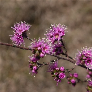 Kunzea parvifolia at Gundary, NSW - suppressed