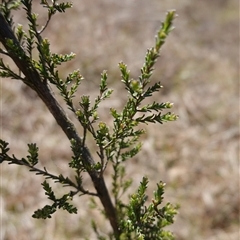 Kunzea parvifolia at suppressed - 20 Oct 2024