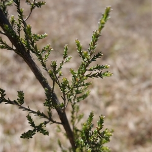 Kunzea parvifolia at Gundary, NSW - suppressed