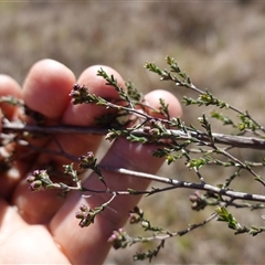 Kunzea parvifolia at suppressed - 20 Oct 2024