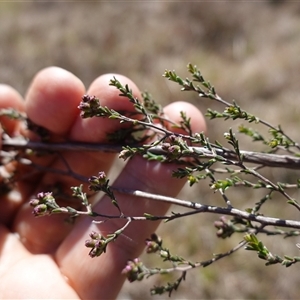 Kunzea parvifolia at Gundary, NSW - suppressed