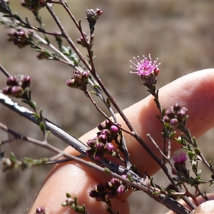 Kunzea parvifolia at Gundary, NSW - suppressed