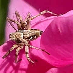 Oxyopes (genus) (Lynx spider) at Higgins, ACT - 26 Oct 2024 by Jennybach