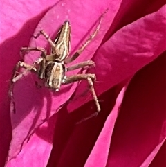 Oxyopes sp. (genus) at Higgins, ACT - 26 Oct 2024