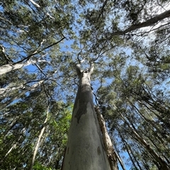 Eucalyptus amplifolia subsp. amplifolia at Dunbogan, NSW - 26 Oct 2024 by Nette