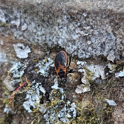 Dindymus sp. (genus) (Unidentified Dindymus bug) at Mount Kembla, NSW - 26 Oct 2024 by BackyardHabitatProject