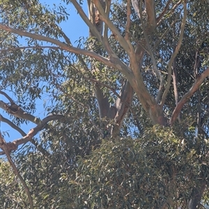 Platycercus eximius at Mount Kembla, NSW - 26 Oct 2024