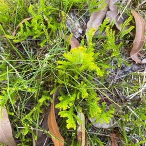 Selaginella uliginosa at Dunbogan, NSW - 25 Oct 2024 12:29 PM