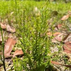 Selaginella uliginosa at Dunbogan, NSW - 25 Oct 2024 12:29 PM