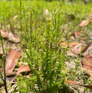 Selaginella uliginosa at Dunbogan, NSW - 25 Oct 2024 12:29 PM