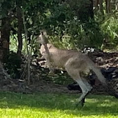 Macropus giganteus (Eastern Grey Kangaroo) at Dunbogan, NSW - 24 Oct 2024 by Nette