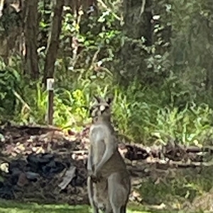 Macropus giganteus at Dunbogan, NSW - 24 Oct 2024 12:04 PM