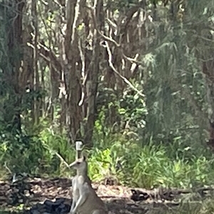 Macropus giganteus at Dunbogan, NSW - 24 Oct 2024 12:04 PM