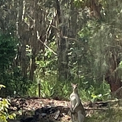 Macropus giganteus at Dunbogan, NSW - 24 Oct 2024 12:04 PM