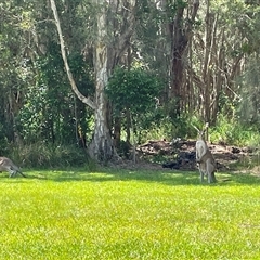 Macropus giganteus at Dunbogan, NSW - 24 Oct 2024 12:04 PM