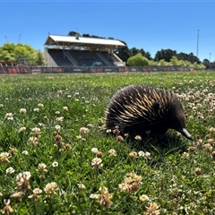 Tachyglossus aculeatus (Short-beaked Echidna) at Phillip, ACT - 26 Oct 2024 by stickatek